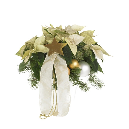 Witte poinsettia