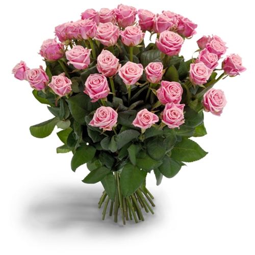 Roze rozen