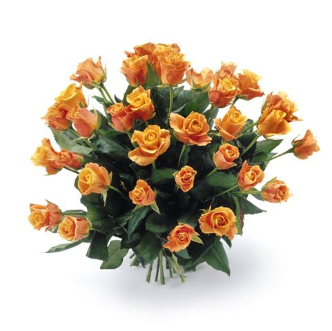 Oranje rozen