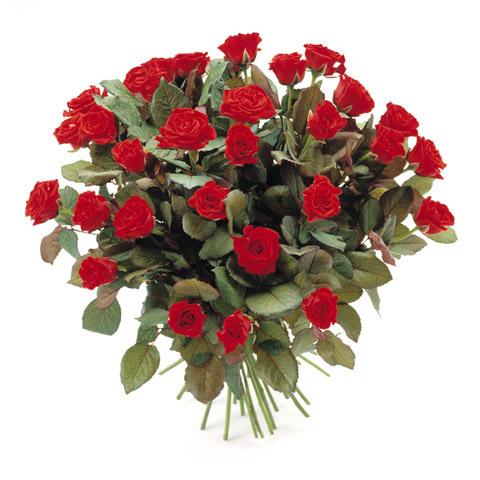 Roses