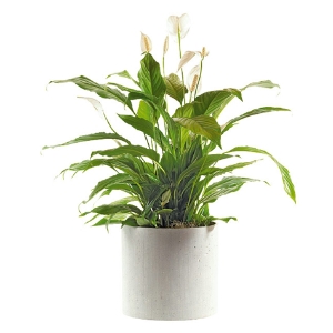 Spathiphyllum