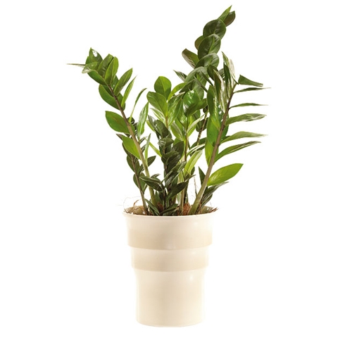 Zamioculcas in sierpot