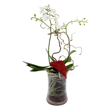 Plant met pot